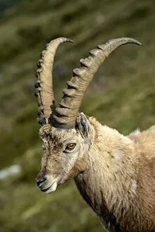 Apine Ibex -Capra ibex-, portrait, Mt Niederhorn, Switzerland, Europe