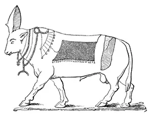 Horned Prints: Apis bull