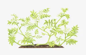 apium, apium nodiflorum, botany, cut out, flower, foliage, fools water-cress