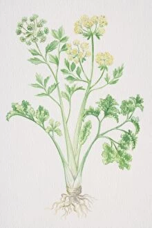Apium graveolens, Smallage or Celery, flowering plant seeding