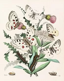 Images Dated 13th June 2015: Apollo butterflies engraving 1853