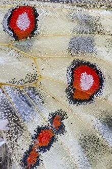 Apollo or Mountain Apollo butterfly -Parnassius apollo-, detail of wing spots, Germany