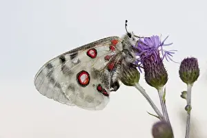 Apollo or Mountain Apollo butterfly -Parnassius apollo-, Eichstaett, Bavaria, Germany, Europe