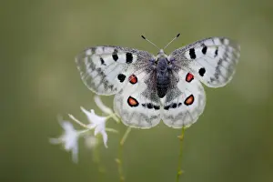 Papilionidae Prints: Apollo or Mountain Apollo -Parnassius apollo- butterfly sitting on a grass lily, Germany