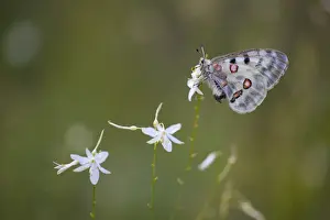Papilionidae Prints: Apollo or Mountain Apollo -Parnassius apollo- butterfly sitting on a grass lily, Germany