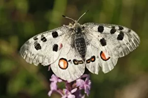Images Dated 26th June 2011: Apollo -Parnassius apollo- butterfly, Kleinziegenfelder Valley, Franconian Switzerland, Bavaria