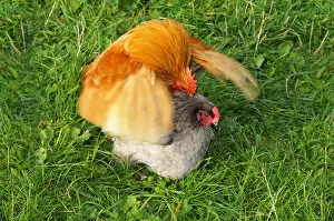 Appenzeller chicken mating, Appenzell, Switzerland, Europe