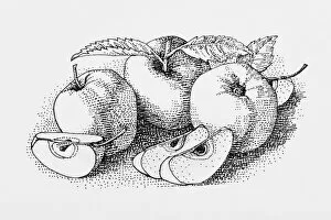 Apple, Black and White Illustration, Digitally Generated, Food and Drink, Freshness