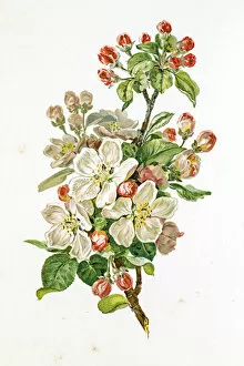 Images Dated 21st June 2015: Apple blossom 19 century illustration