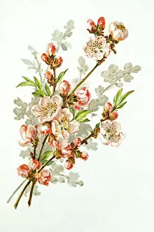 Images Dated 21st June 2015: Apple blossom 19 century illustration