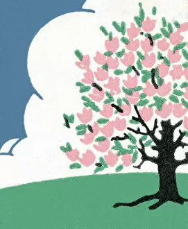 Flower Head Gallery: Apple blossom tree