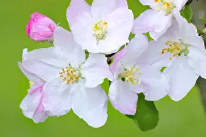 Spring Time Prints: Apple blossoms