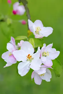 Spring Time Prints: Apple blossoms