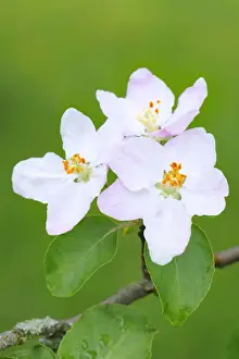 Spring Time Prints: Apple blossoms