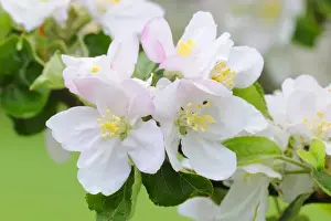 Spring Time Prints: Apple blossoms
