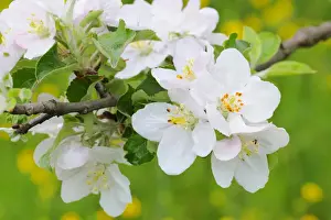Apple blossoms