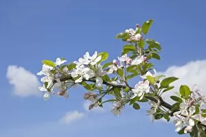 Images Dated 5th May 2012: Apple blossoms, Altes Land fruit-growing region, Lower Saxony, Germany, Europe