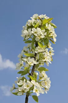 Apple blossoms -Malus- on a branch