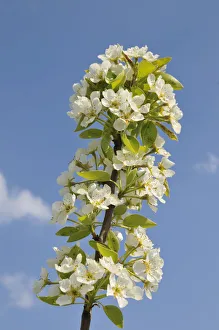 Images Dated 16th April 2011: Apple blossoms -Malus- on a branch