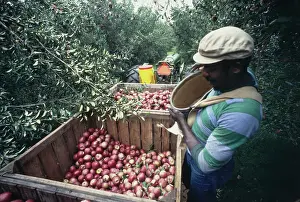 Huty33371 Prints: Apple Harvest