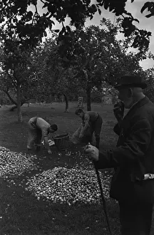 Collection Of Objects Prints: Apple Harvest