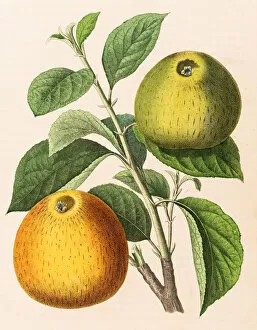 Images Dated 13th June 2015: Apple illustration 1853