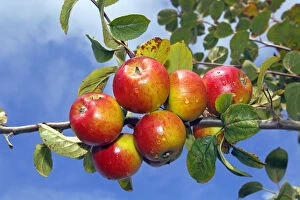 Nourishment Collection: Apple (Malus domestica), Erwin Baur variety, on the tree, Altes Land area, Hamburg, Lower Saxony