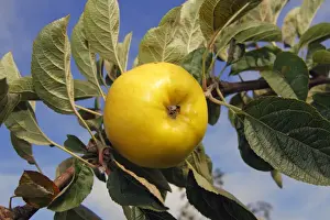 Lower Prints: Apple (Malus domestica), Holsteiner Zitronenapfel variety