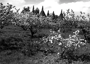 Apple Orchard