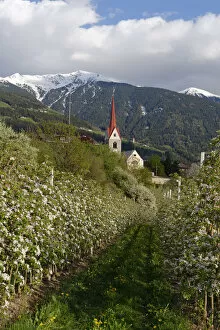 Images Dated 13th April 2014: Apple orchard, behind the Plose, Eisacktal, Elvas, Brixen, Province of South Tyrol, Italy