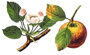 An apple (pirus malus) is a sweet, edible fruit produced by an apple tree (Malus pumila)