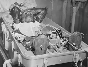 Nasa Prints: Apple Reward for Ham The Space Chimp