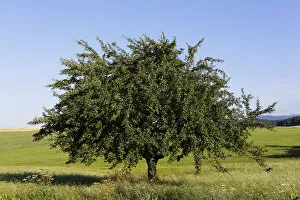 Images Dated 23rd July 2012: Apple tree, Aigen, Muehlviertel region, Upper Austria, Austria, Europe
