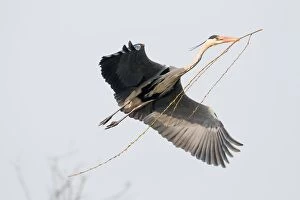 Images Dated 17th March 2015: Approaching Grey Heron (Ardea cinerea) with nesting material, Hesse, Germany