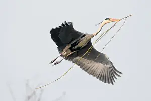 Cloudless Prints: Approaching Grey Heron (Ardea cinerea) with nesting material, Hesse, Germany