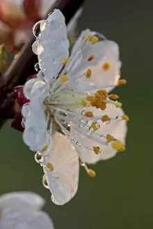 Raindrop Gallery: Apricot blossom -Prunus armeniaca-