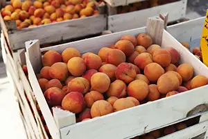 Lower Prints: Apricot in fruit crate, Wachau, Lower Austria, Austria, Europe