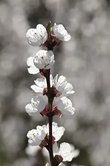 Picture Detail Prints: Apricot tree in blossom, flowering branch of an apricot tree -Prunus armeniaca