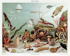 Mollusk Collection: Aquarium Chromolithograph 1895