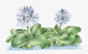 Lavender Prints: aquatic, botany, cut out, day, eichhornia crassipes