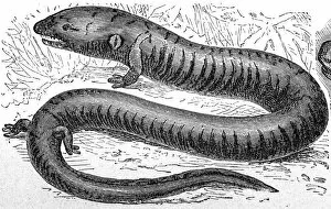 Images Dated 17th December 2015: Aquatic salamander (Amphiuma tridactylum)