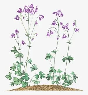 Ranunculaceae Prints: aquilegia, aquilegia vulgaris, botany, columbine, cut out, flower, fragility, leaf