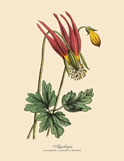 Aquilegia or Columbine Plant, Victorian Botanical Illustration