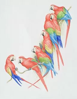 Medium Group Of Animals Gallery: Ara chloroptera and ara macao, Green-winged and Scarlet Macaws perched on a tree branch