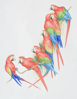 Tropical Climate Prints: Ara chloroptera and ara macao, Green-winged and Scarlet Macaws perched on a tree branch