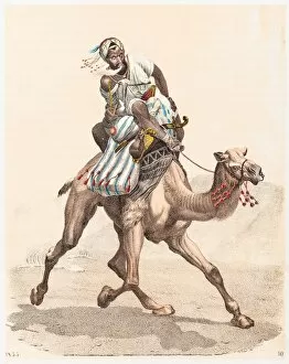 Dromedary Camel Collection: Arabian camel engraving 1853
