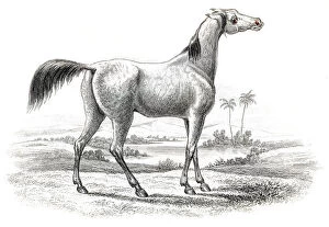 Images Dated 17th June 2015: Arabian horse 1841