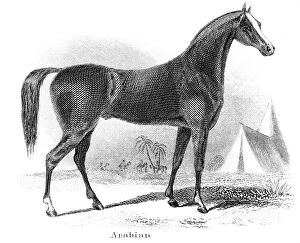 Images Dated 25th March 2017: Arabian horse engraving 1873