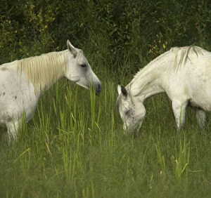 Images Dated 26th June 2006: Two Arabian mares grazing in tall grass, side view