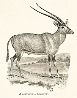 Images Dated 3rd April 2017: Arabian oryx engraving 1803